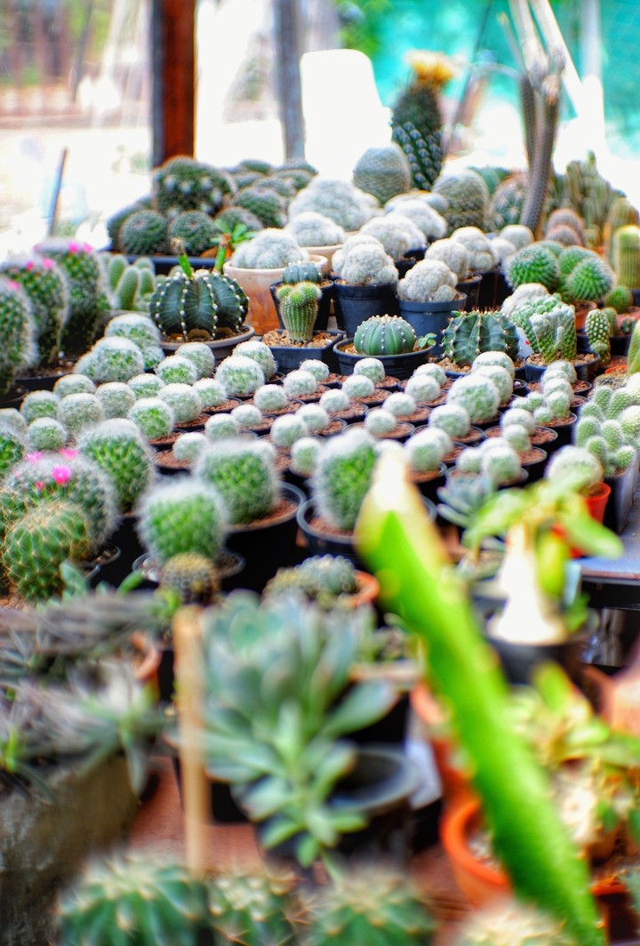 my garden cactus