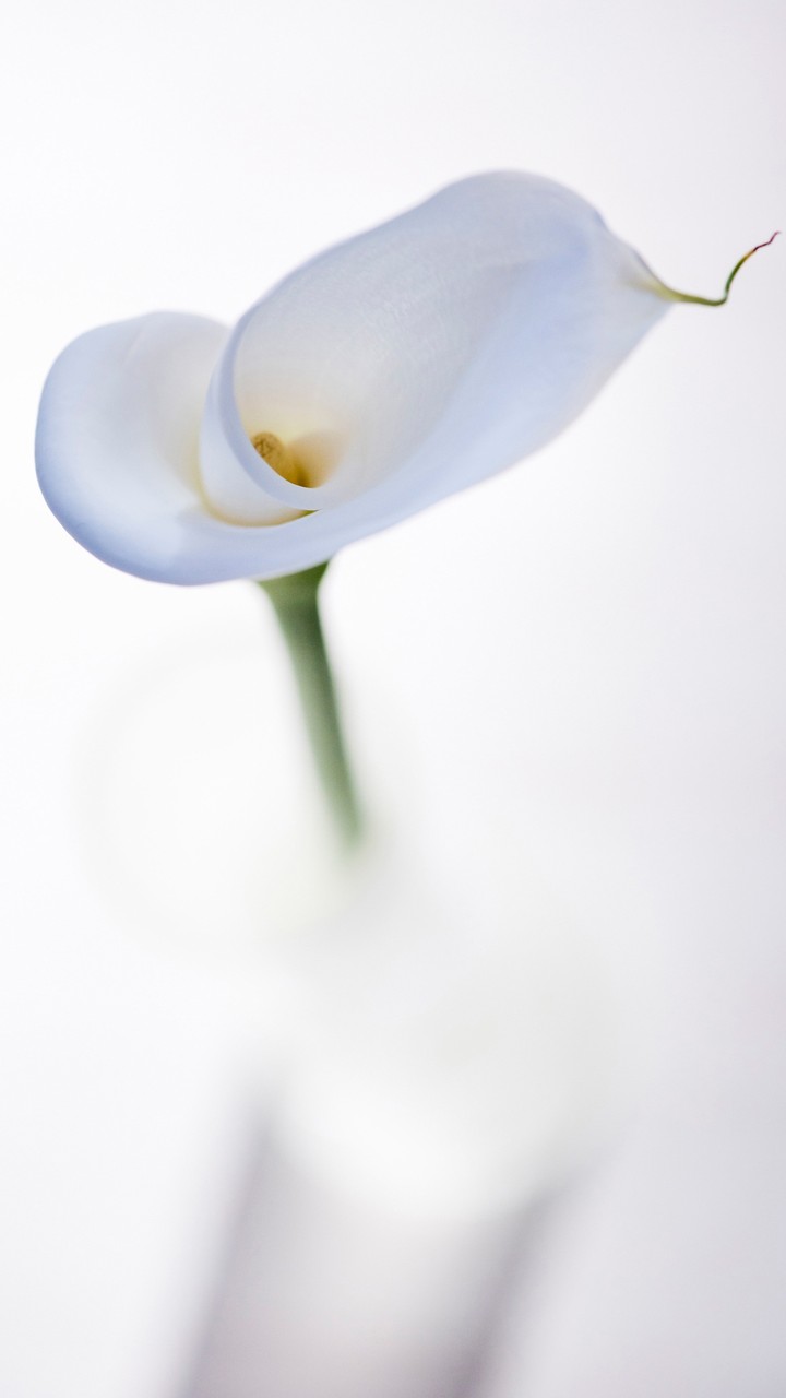 Pure White