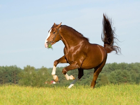 horse
