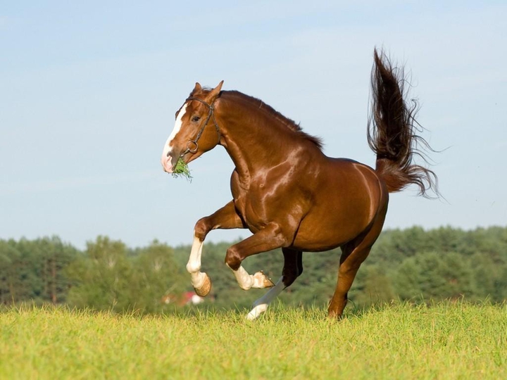 horse