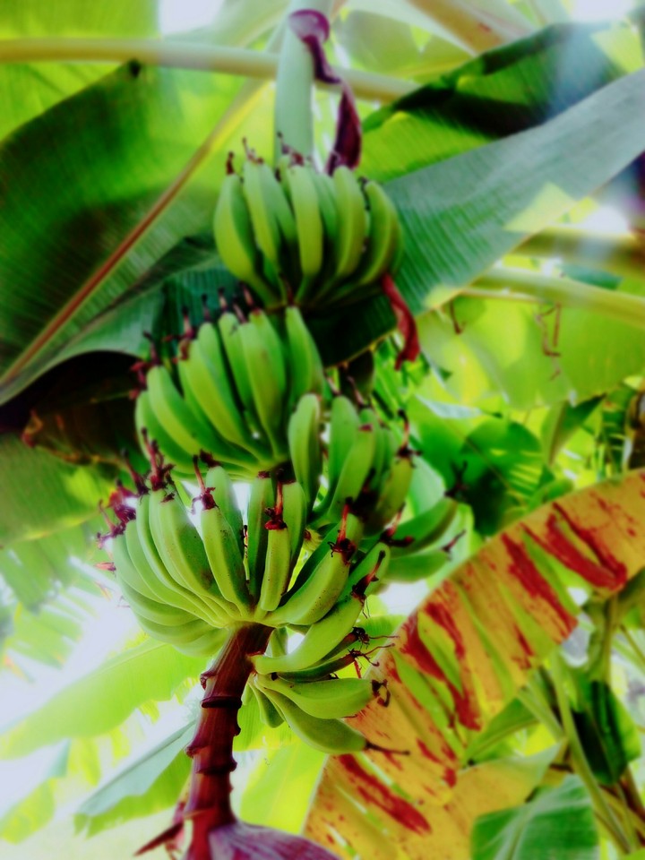green banana