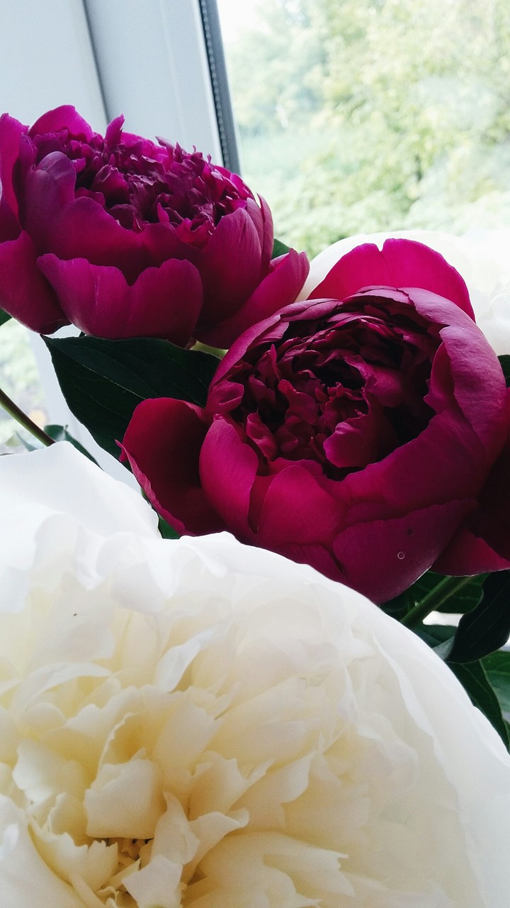 flowers
