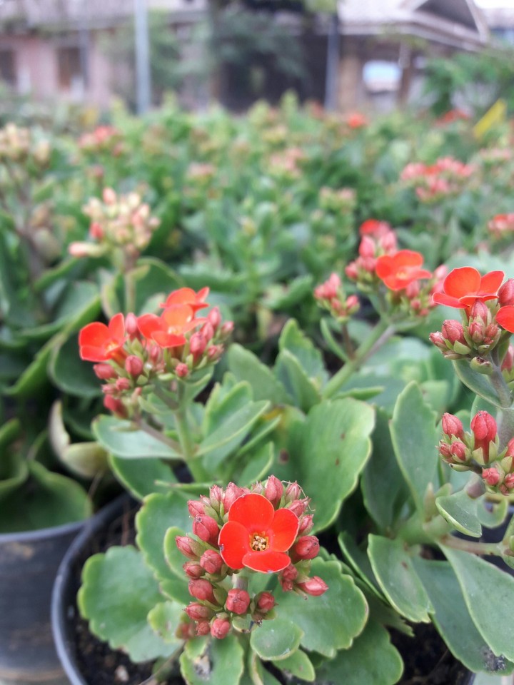 flower