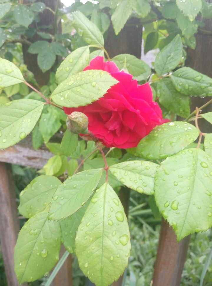 Rose