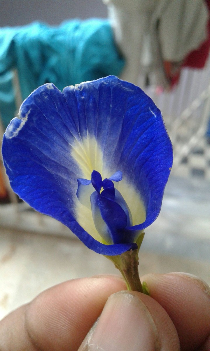 butterfly pea