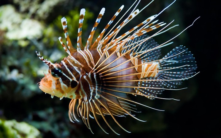 aquatic