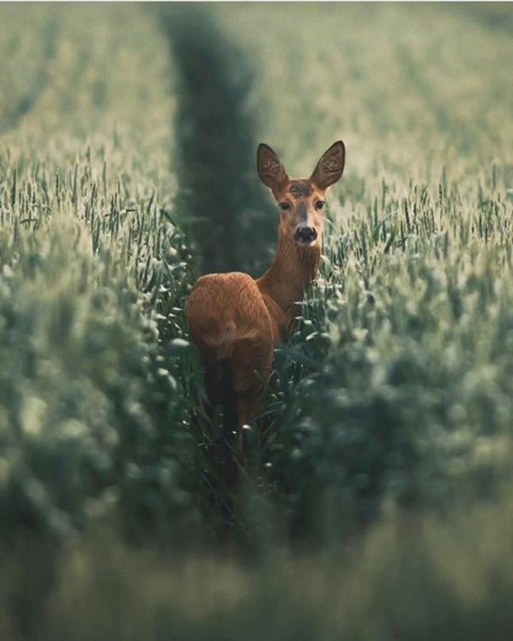 I want to be save Forest animal.