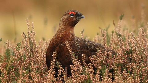 sfondi birds, phasianidae