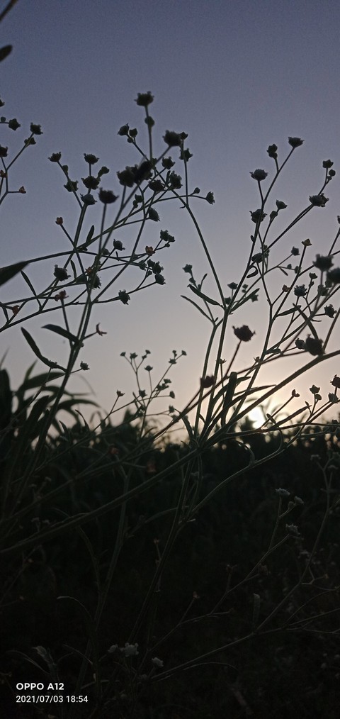 sun