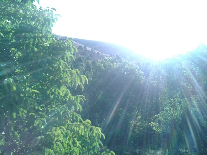 morning