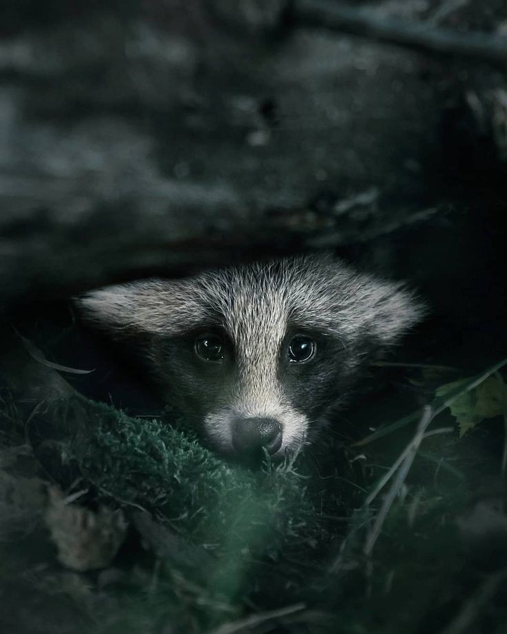 Racoon ❤
