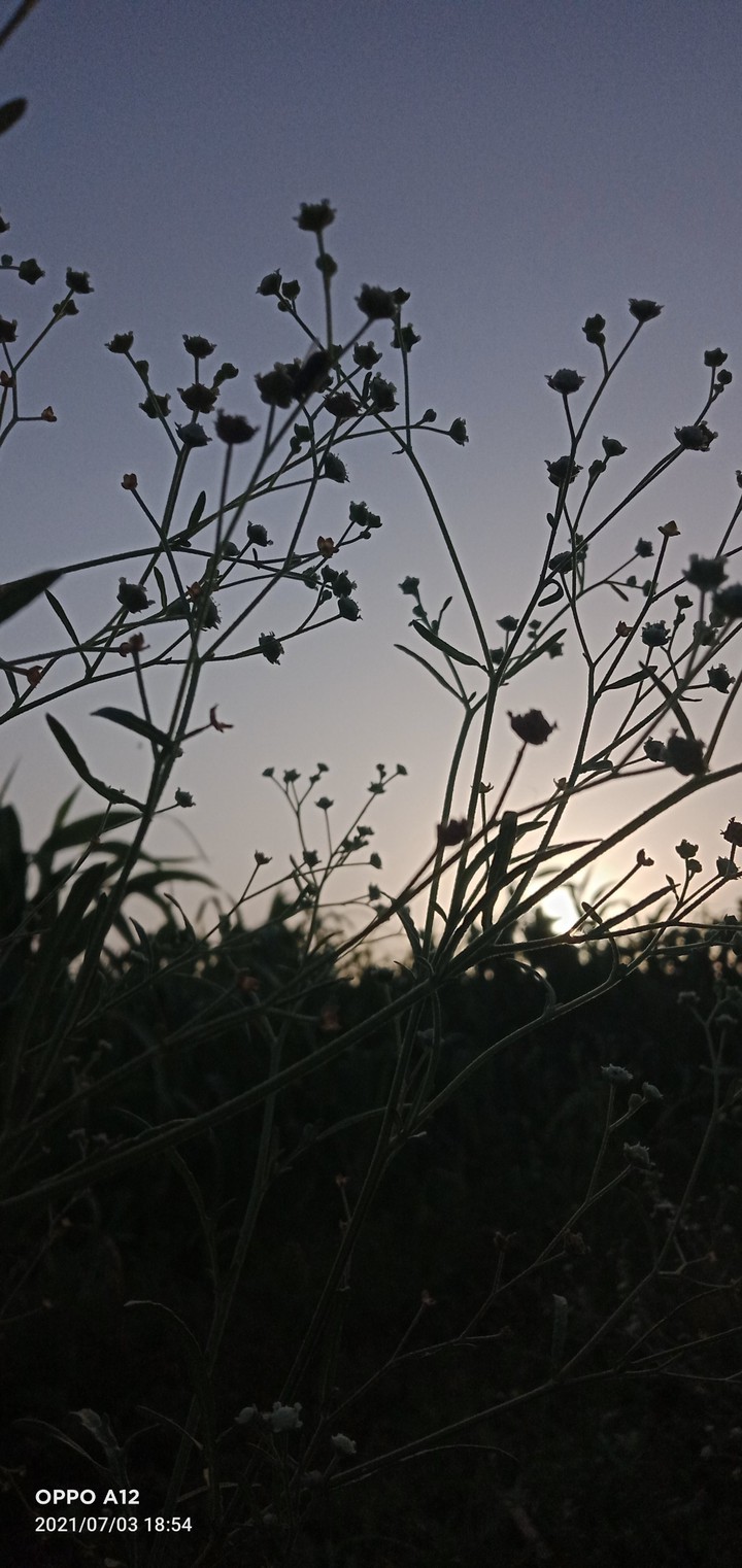 sun