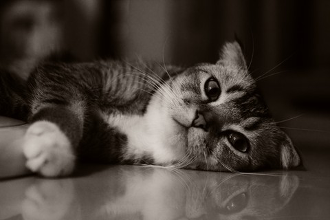 Kitten