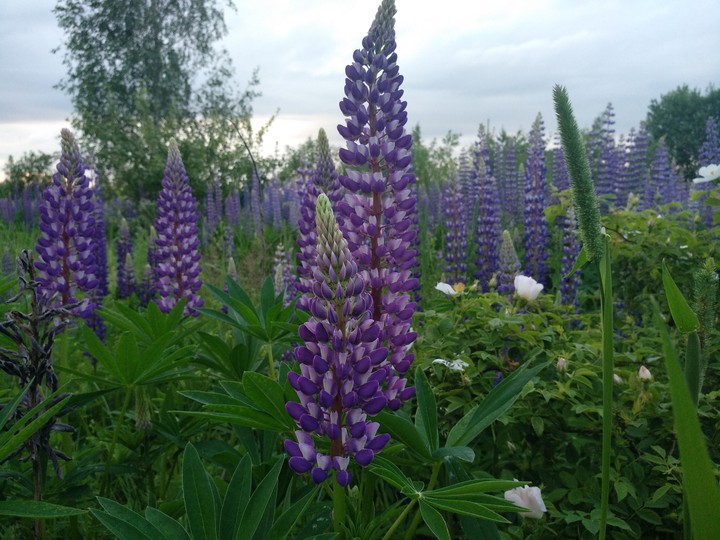 Lupine