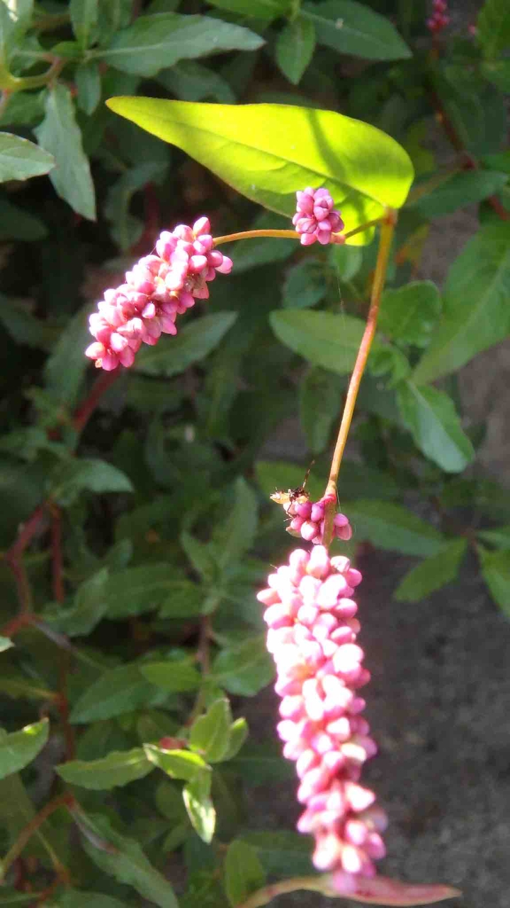 꽃