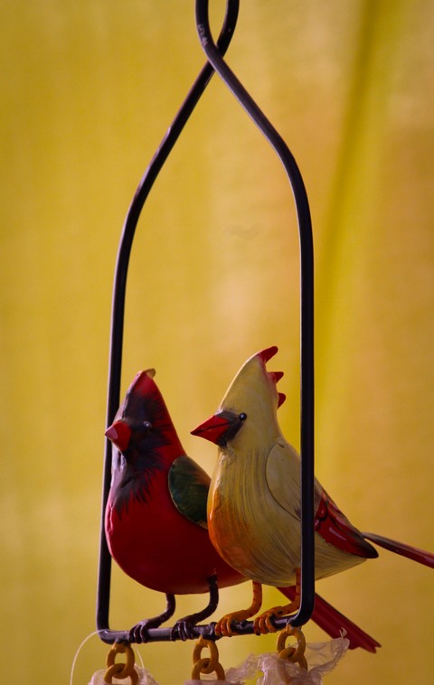 bird couple