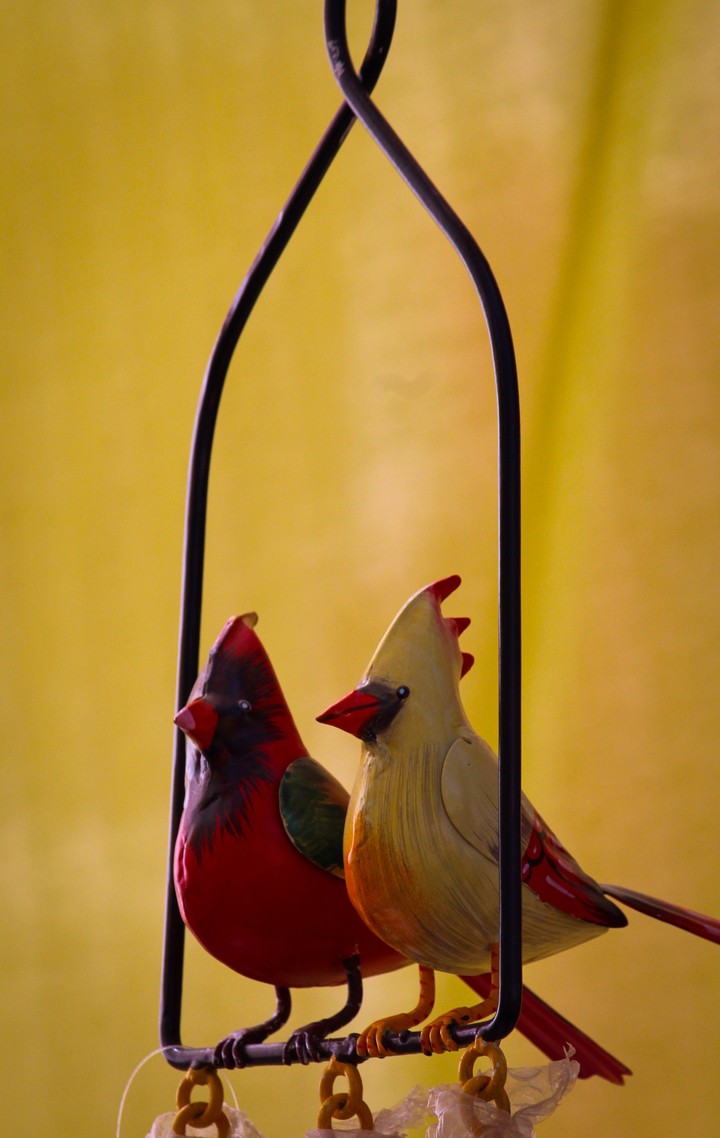 bird couple