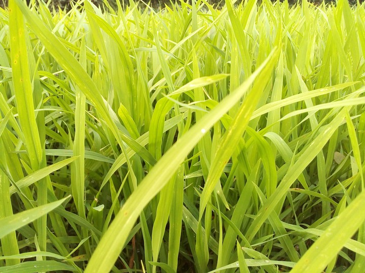 Crops