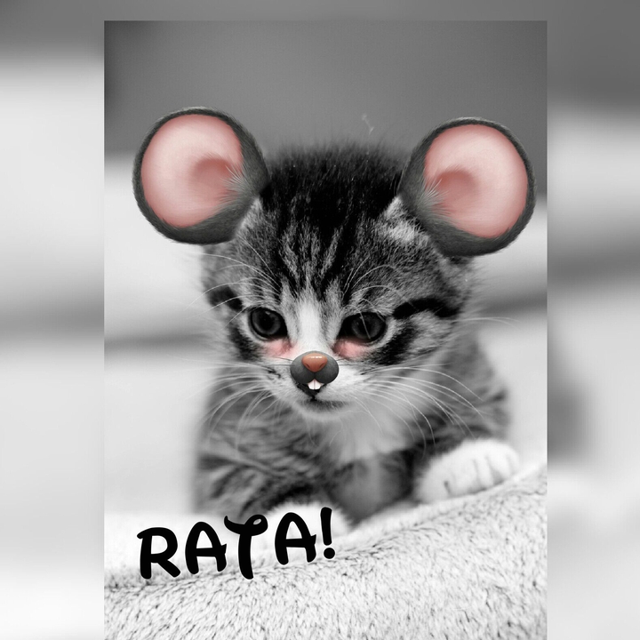 Ratita Bonitaa❤❤