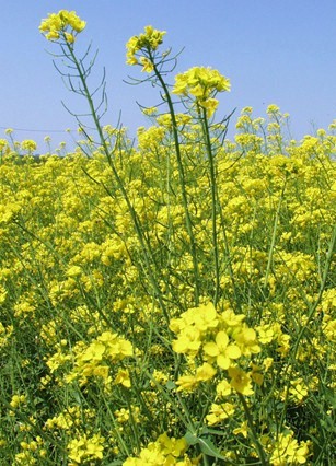 Primavera