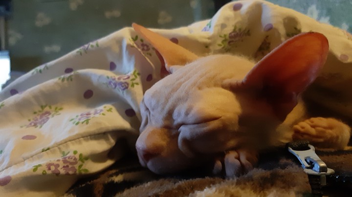 кот