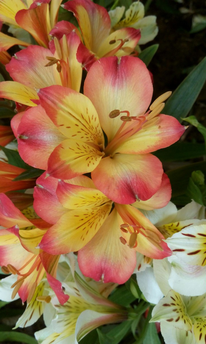 flower