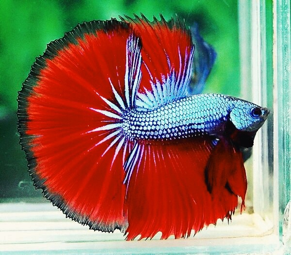 beautiful fighter