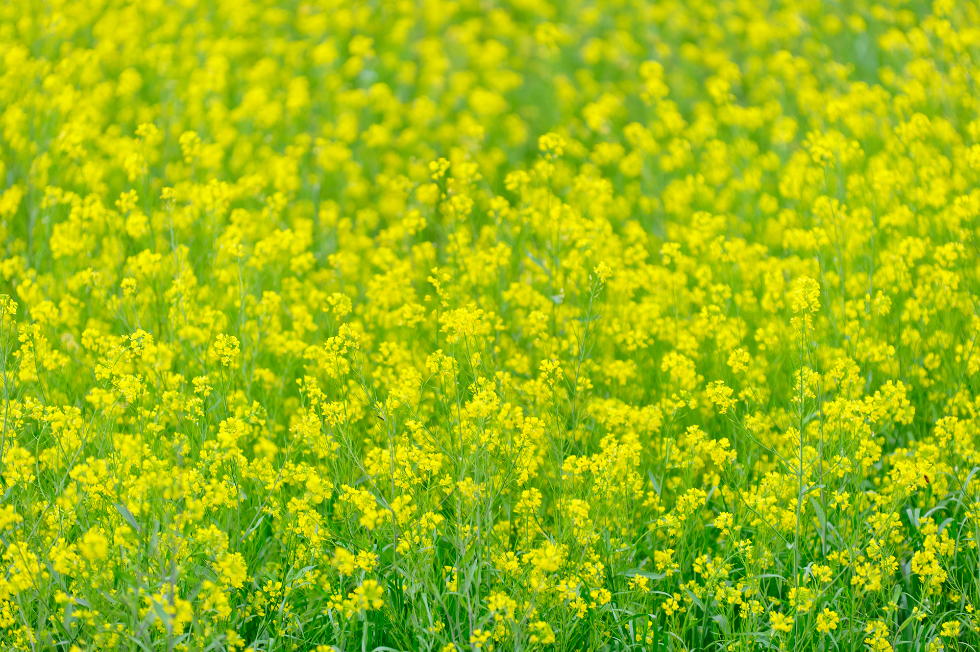 Beautuful Yellow Flowers
