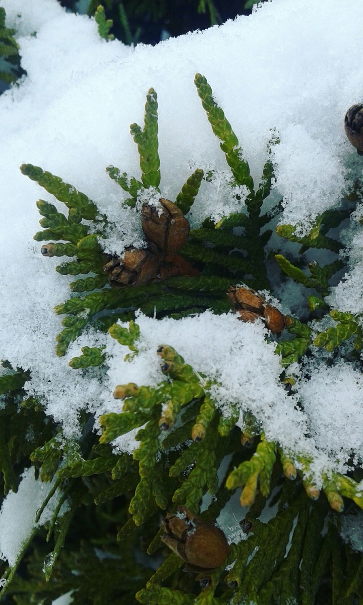 Winter tree
