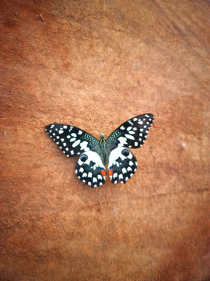 beautiful butterfly