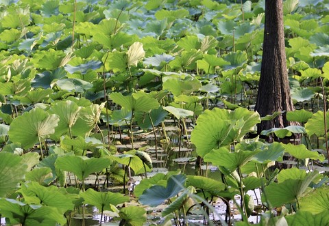 fen, green wallpapers