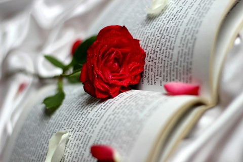 rose and book