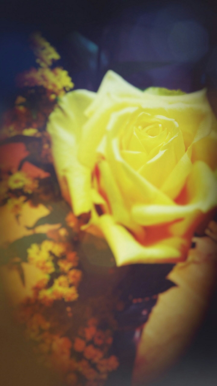 rose1