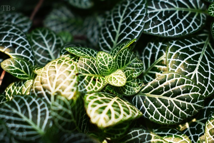 green univers