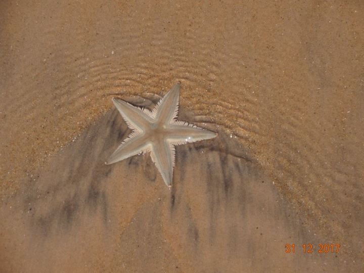 starfish