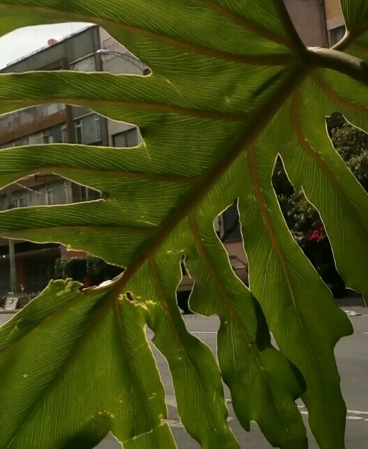 siempre verde.