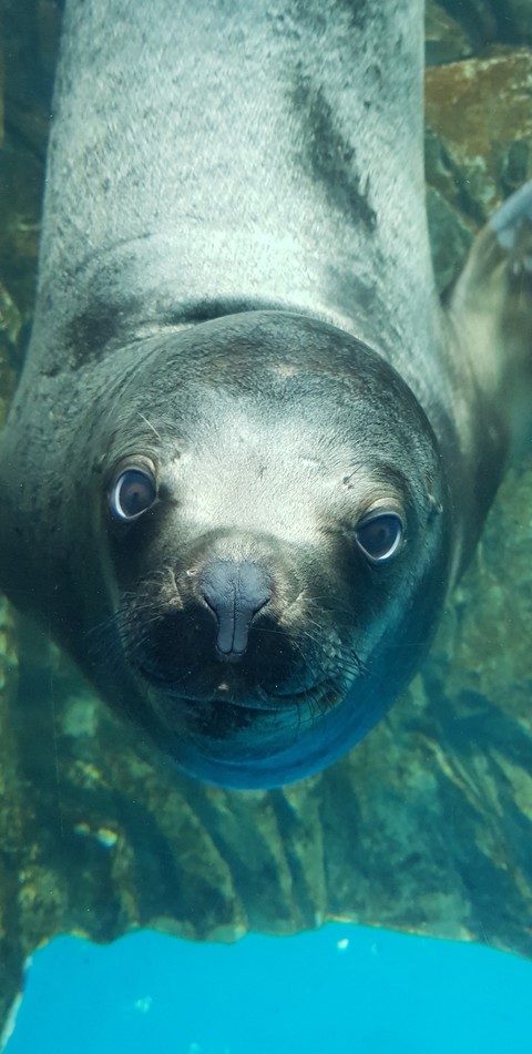 animal