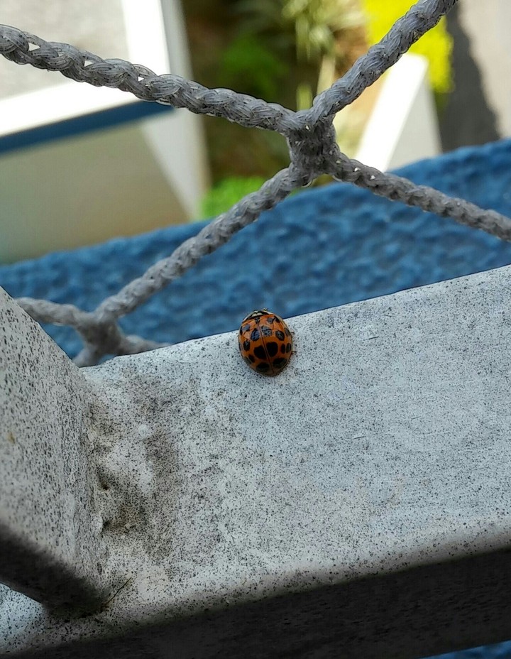 Joaninha