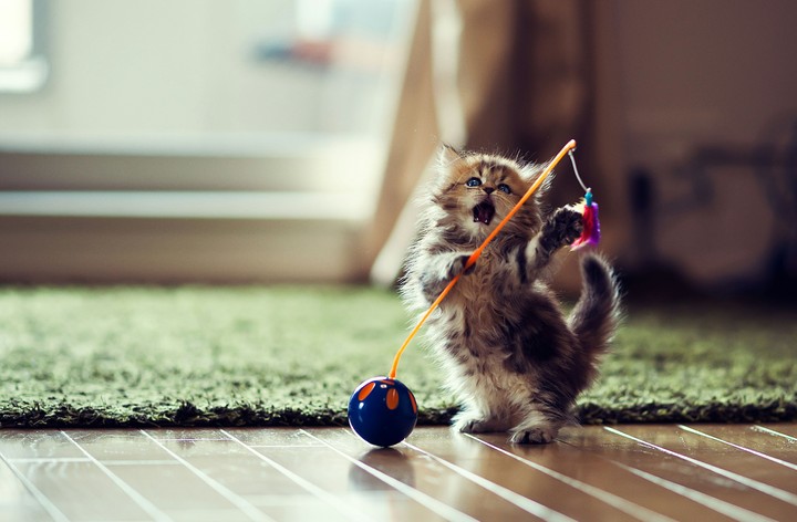 Kitten playing with a toy