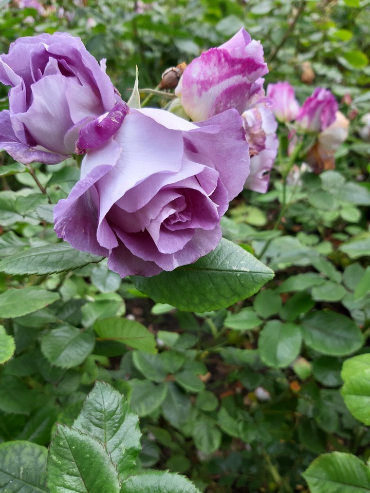 roses
