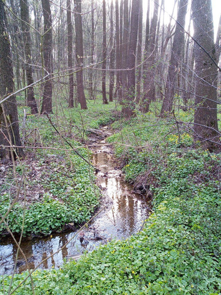spring forest