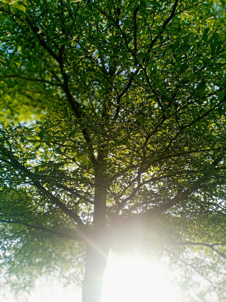 love tree
