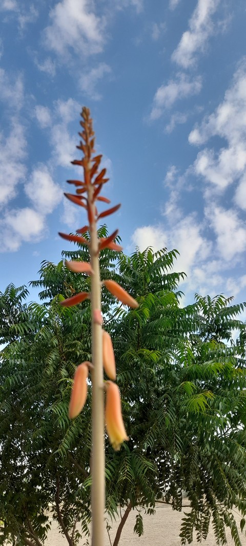 hình nền cloud, plant