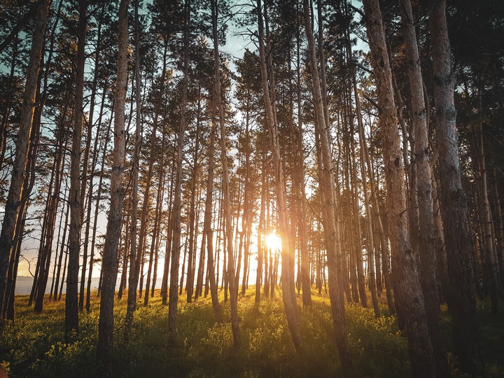 beautiful forest