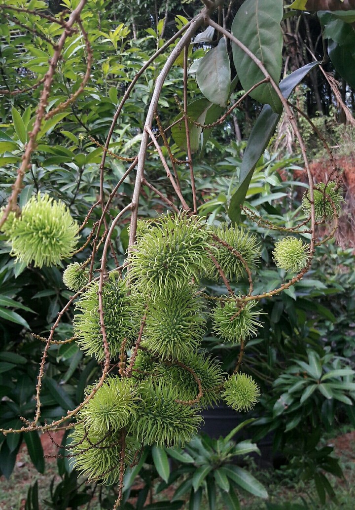 rambutan