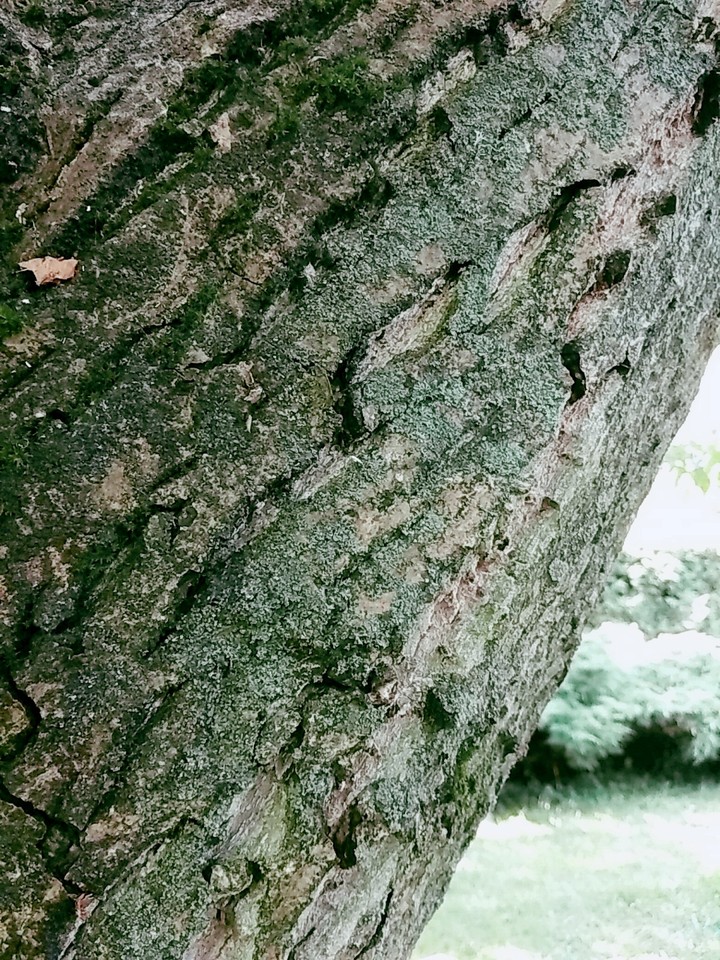 trunk