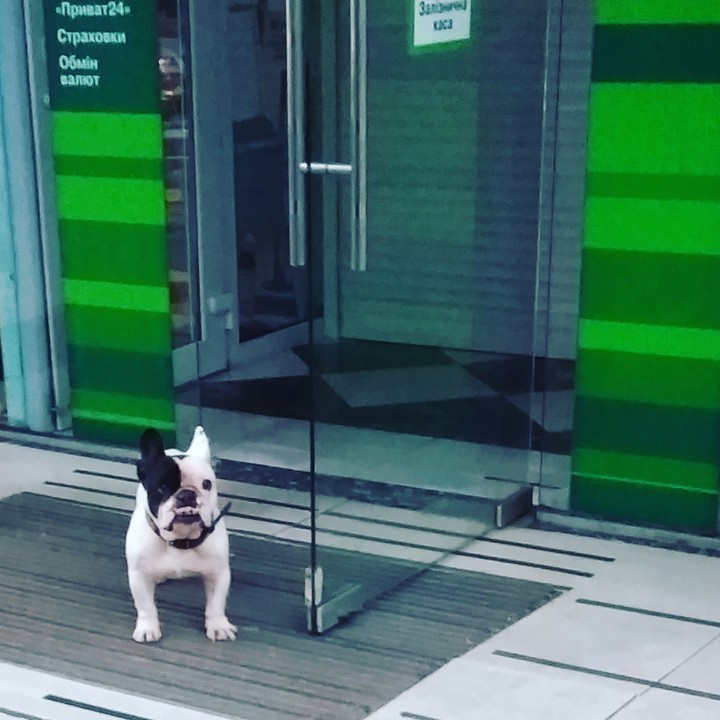 dog