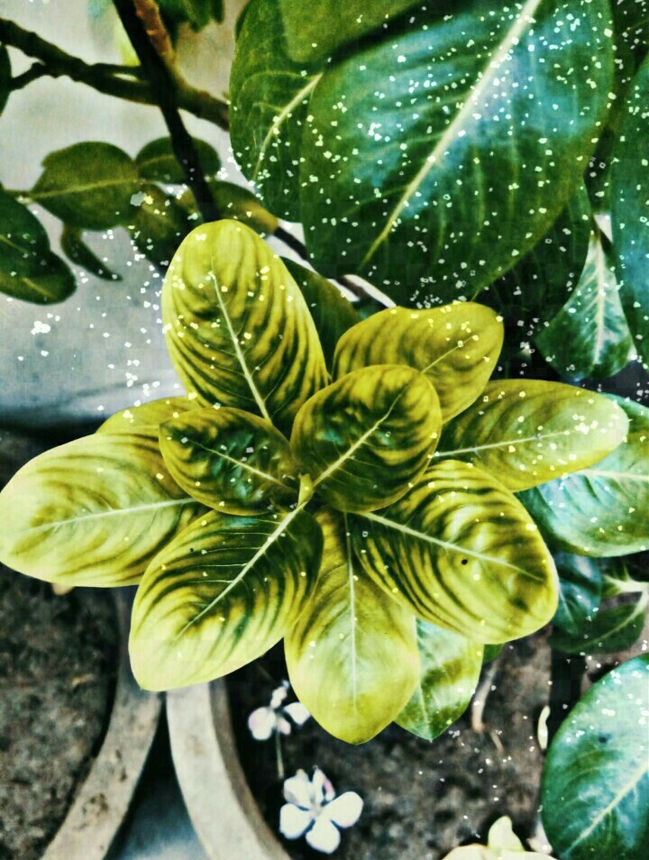 SPRINKLE ON PLANTS