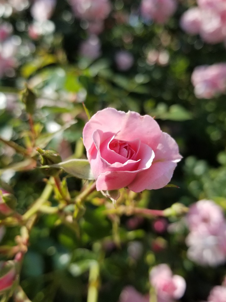 Delicate Pink Rose