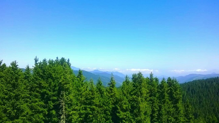 forest